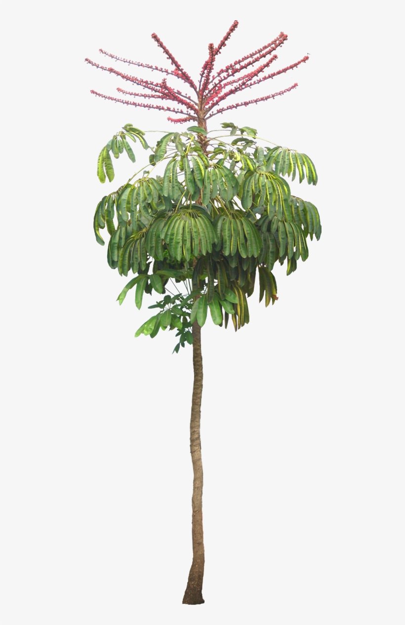 Landscape Architecture Drawing, Landscape Design, Garden - Schefflera Actinophylla Png, transparent png #9558800