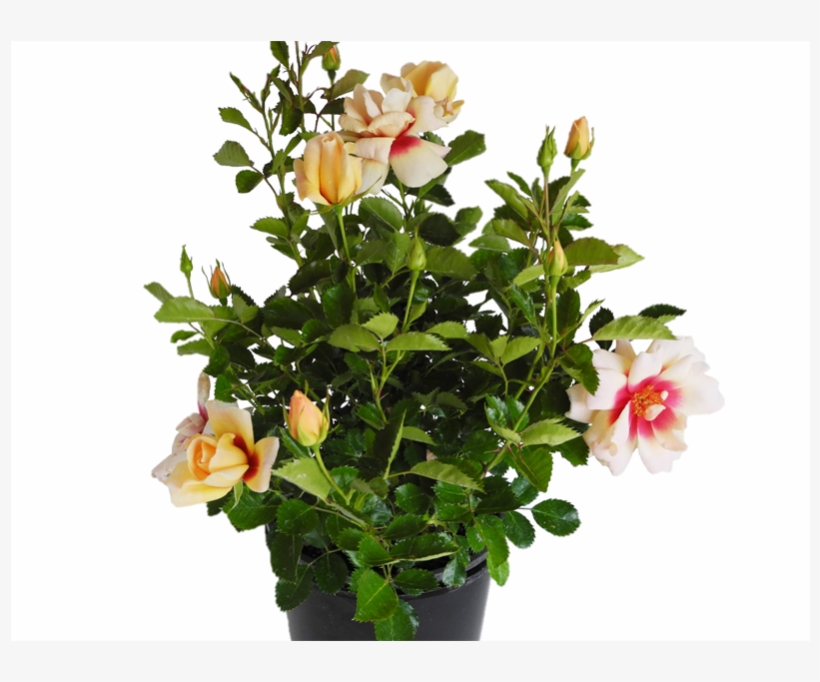 170mm Sweet Spot Yellow Rose - Garden Roses, transparent png #9559055