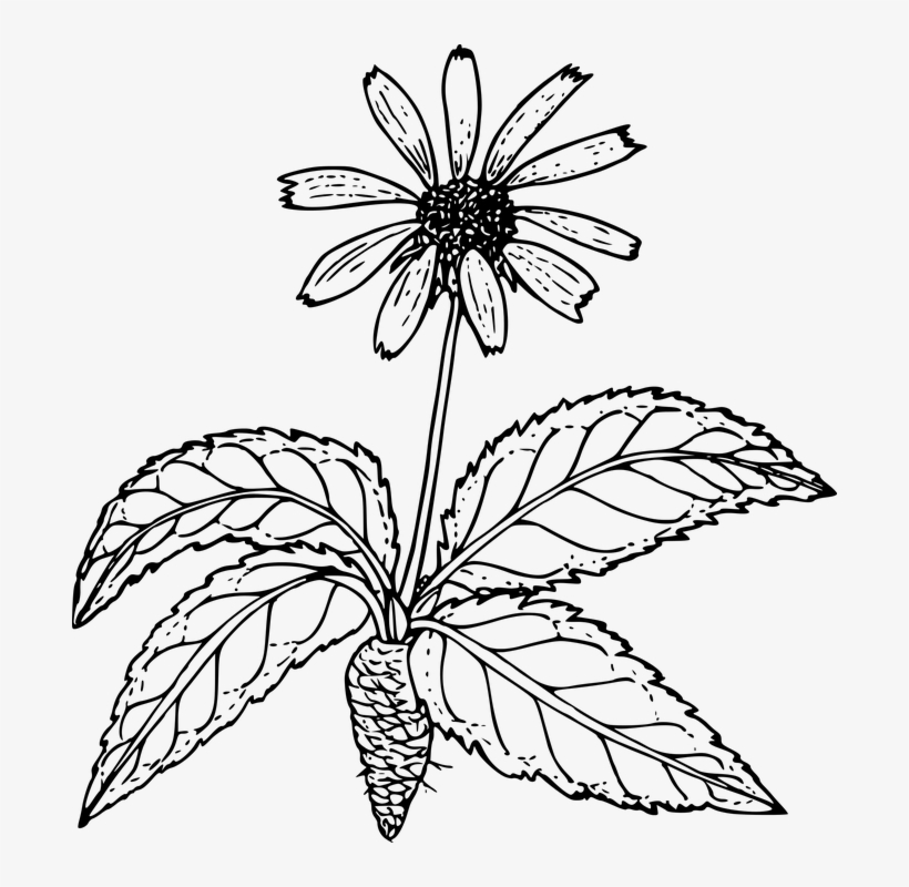 Outline Pictures Of Flower Plant Root, transparent png #9560330