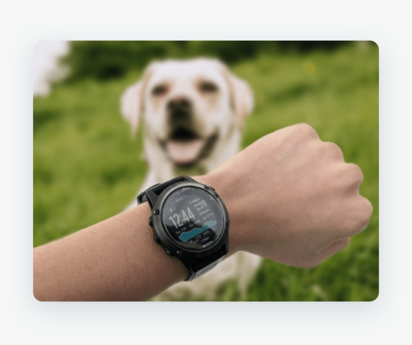 Photo Of Garmin Watch With A Dog - Labrador Retriever, transparent png #9561297