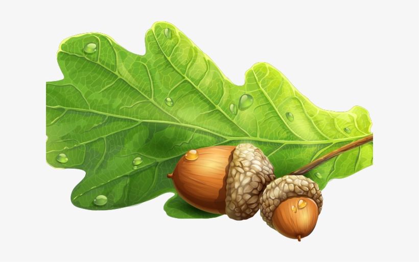 Acorn Clipart Oak Leaf - Acorn And Oak Png, transparent png #9562454