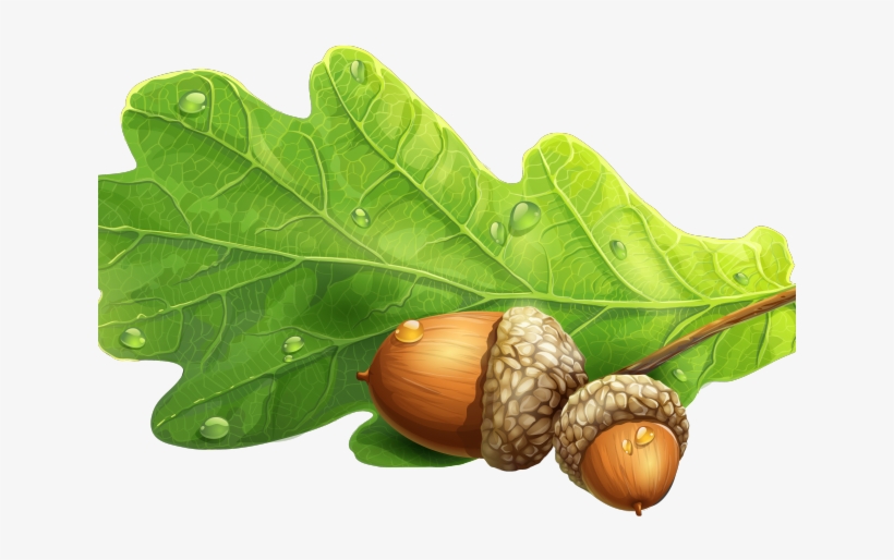 Acorn Clipart Oak Leaf Acorn And Oak Png Free Transparent Png Download Pngkey