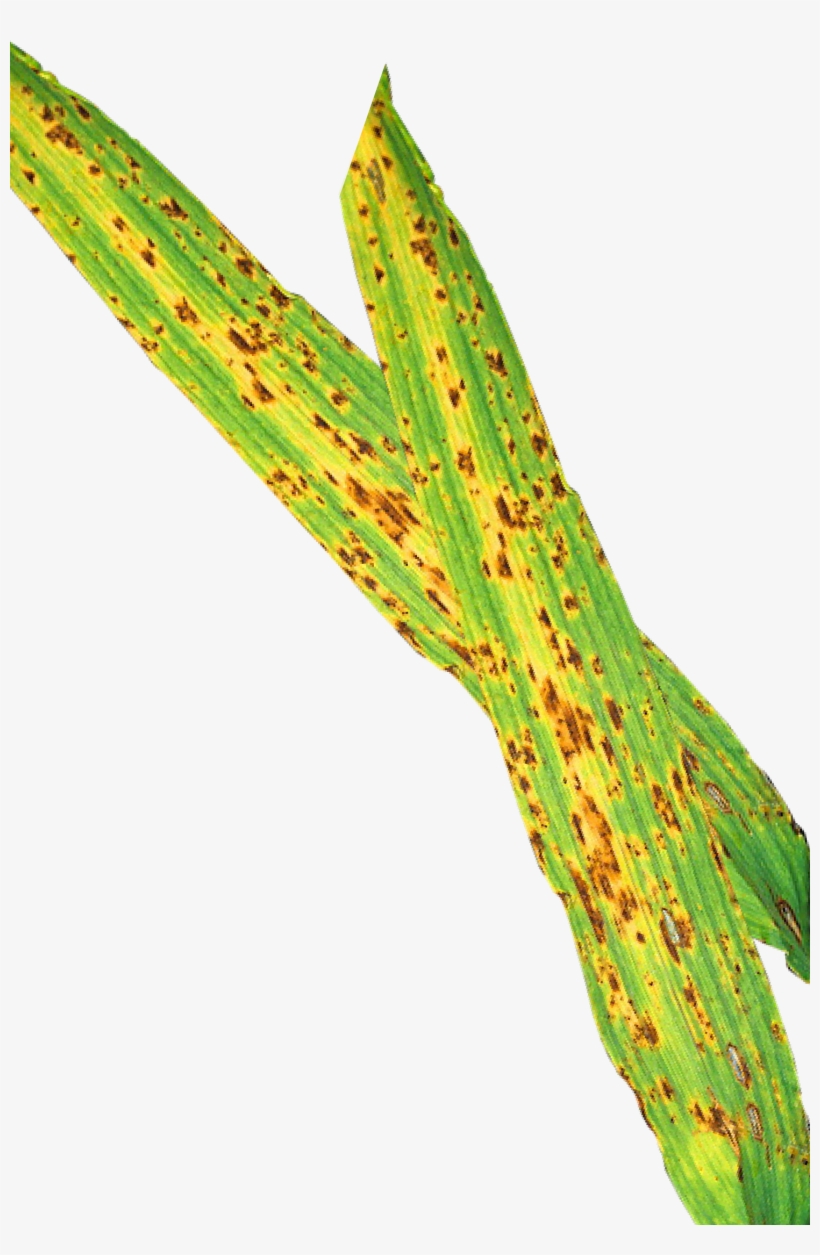 Treatments Made At The Flag Leaf Emergence Stage Will - Plant Pathology, transparent png #9563600