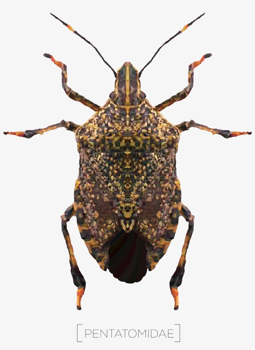 2100 X 1400 4 - Weevil, transparent png #9564418