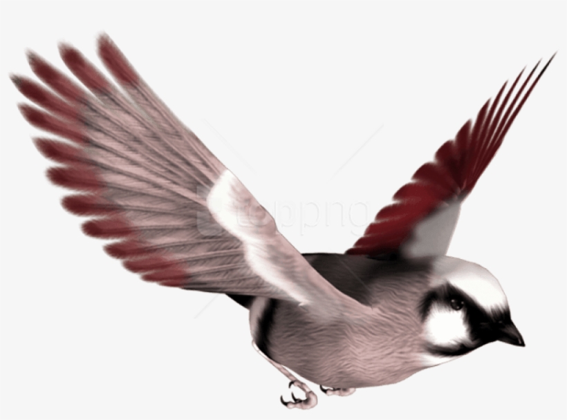 Free Png Download Birds Png Images Background Png Images - Sparrow And Parrot, transparent png #9564560