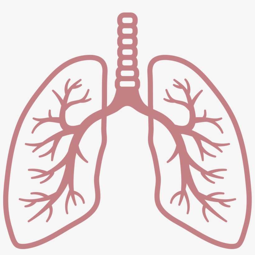 Testimonials The Canadian Society - Clipart Transparent Background Cartoon Lungs Transparent, transparent png #9565232