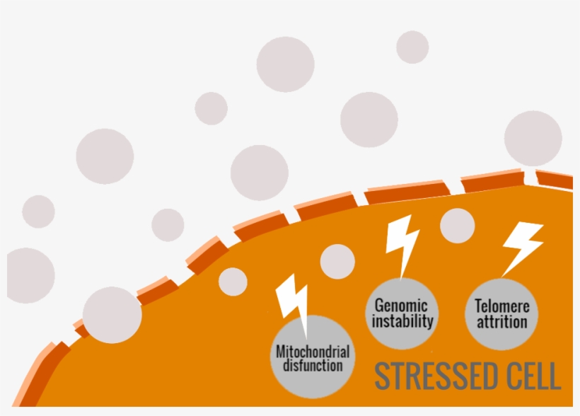 Free Radicals Cause Oxidative Stress, Leading The Ageing - Manage A Small Law Firm, transparent png #9565280