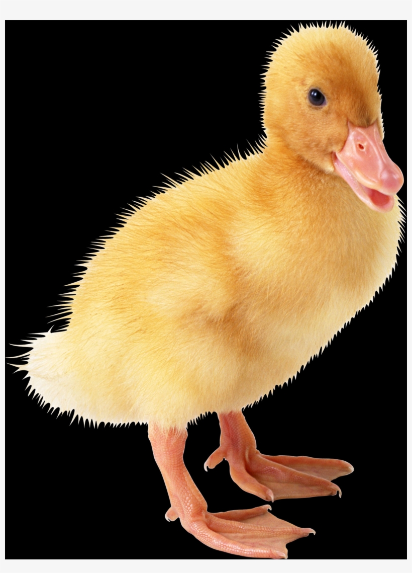 Duck, transparent png #9565502