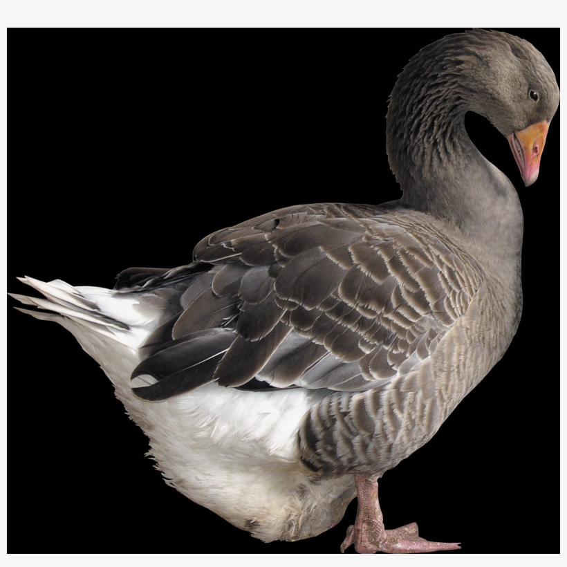 Duck, transparent png #9565603