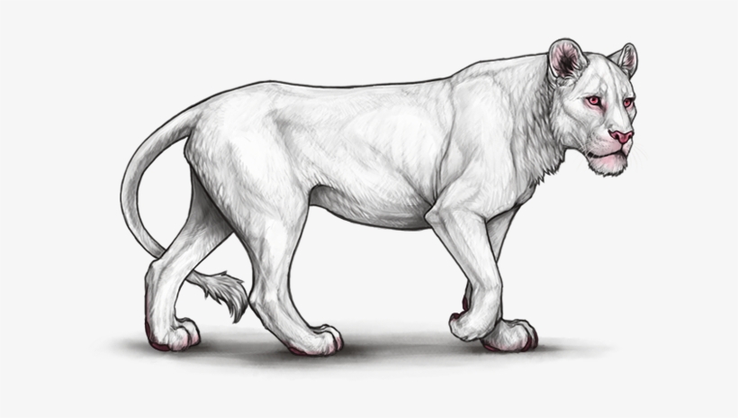 Vhpwvvw - Lioden Neutral Lioness, transparent png #9565609