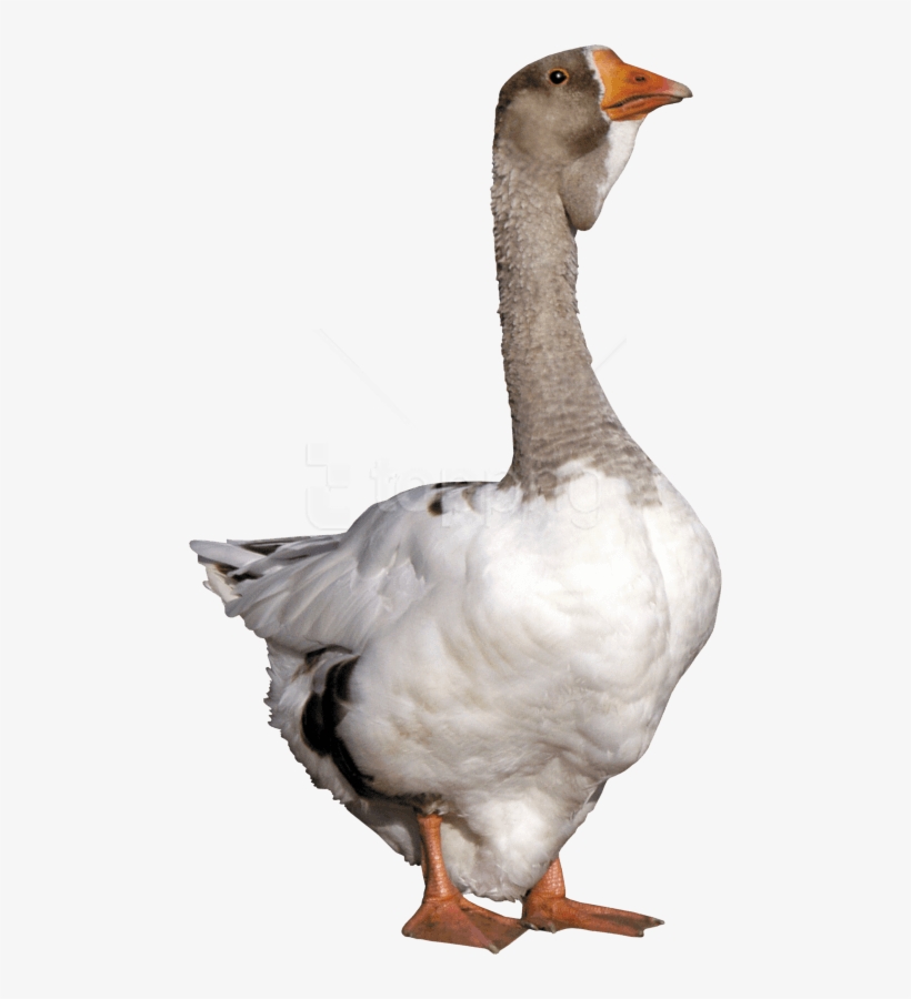 Free Png Download Duck Png Images Background Png Images - Cuello De Ganso Png, transparent png #9565653