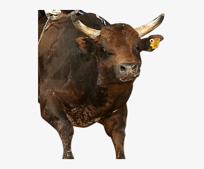 Millennium's Buck - Bull, transparent png #9566093