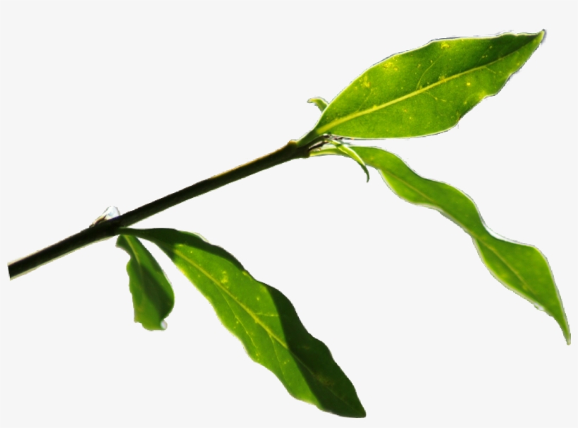 Report Abuse - Twig, transparent png #9566703