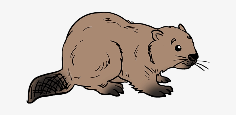 How To Draw Beaver - Beaver Drawing Steps, transparent png #9567323