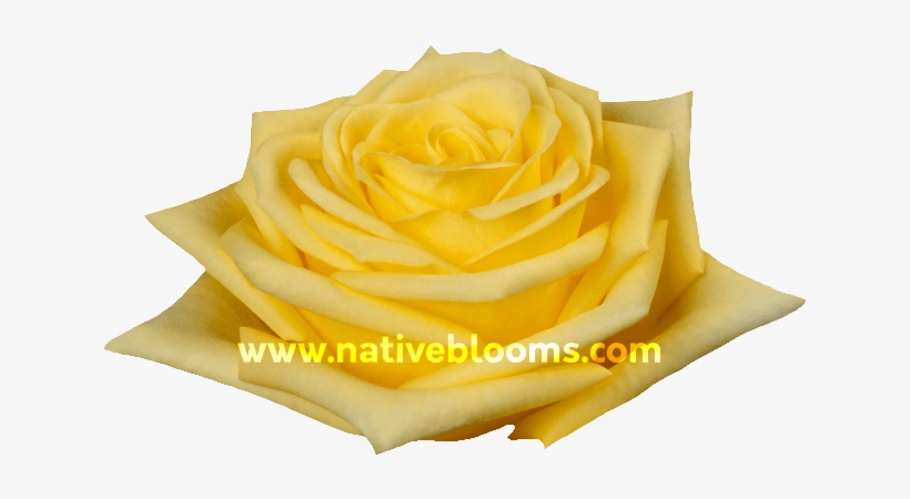 Yellow Roses - Garden Roses, transparent png #9567486