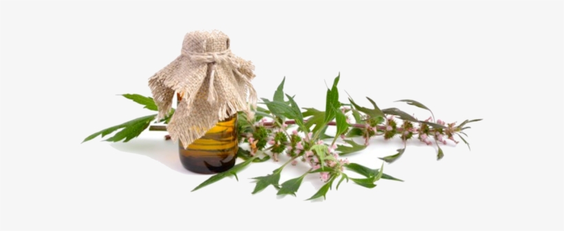 Mountain Rose Herbs Organic Motherwort - Leonurus, transparent png #9567663