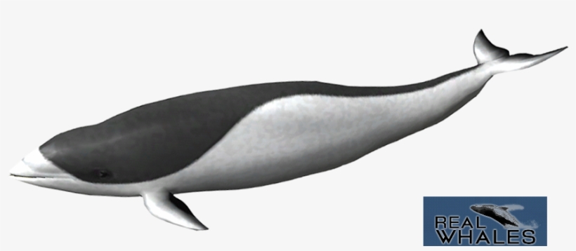 979 X 597 1 - Harbour Porpoise, transparent png #9567872