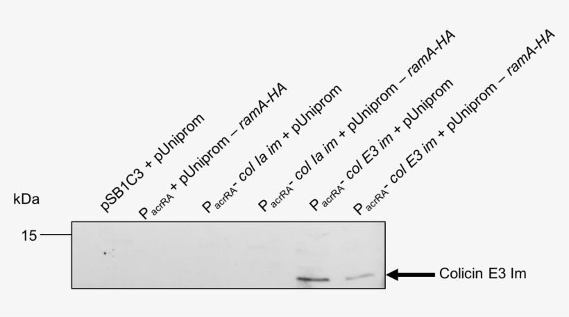 Western Blot Of Colicin Ia And E3 Immunities With Bile - Document, transparent png #9571995