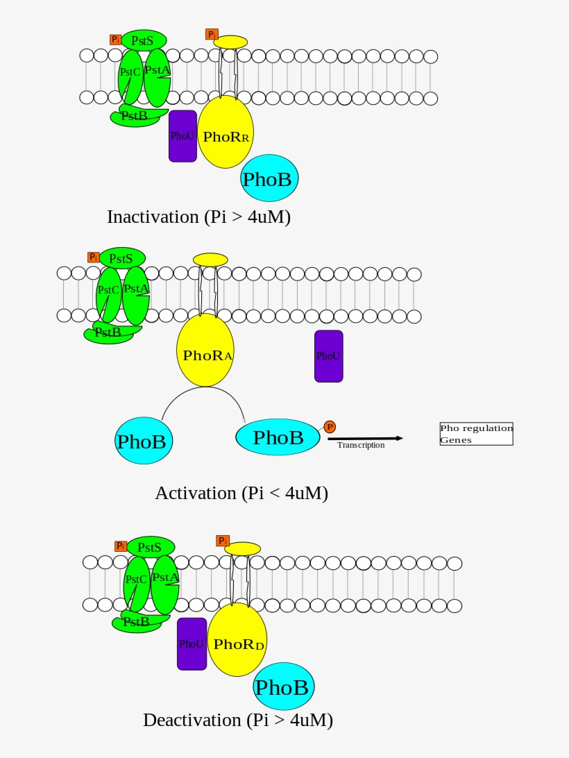 Pho Regulon Summary - Pho Regulon, transparent png #9572719