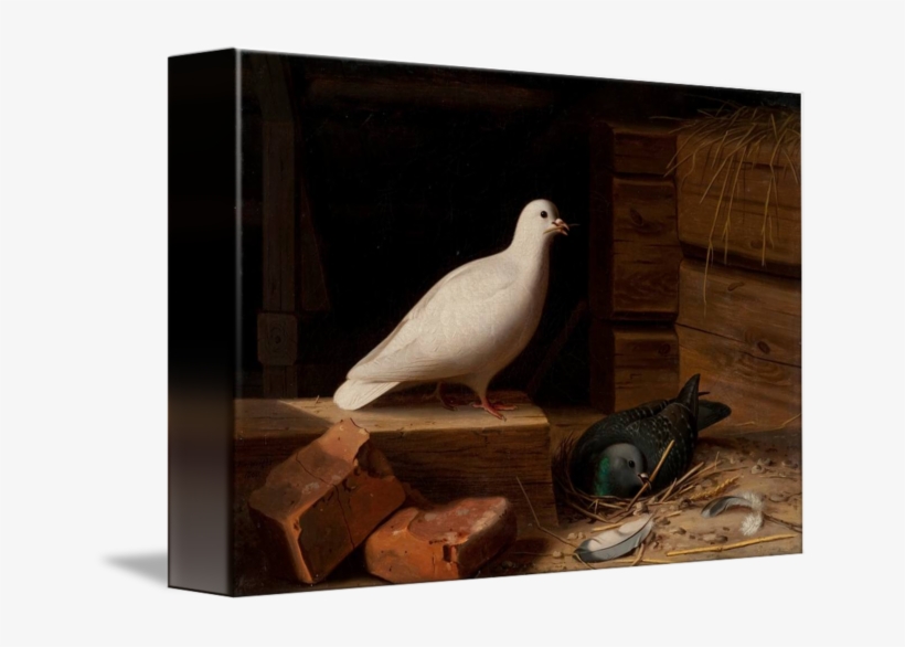 Paloma Blanca Png - Rock Dove, transparent png #9572859