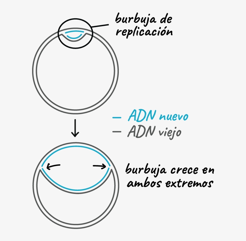 El Adn De Doble Cadena Del Cromosoma Circular Bacteriano - Circle, transparent png #9572943