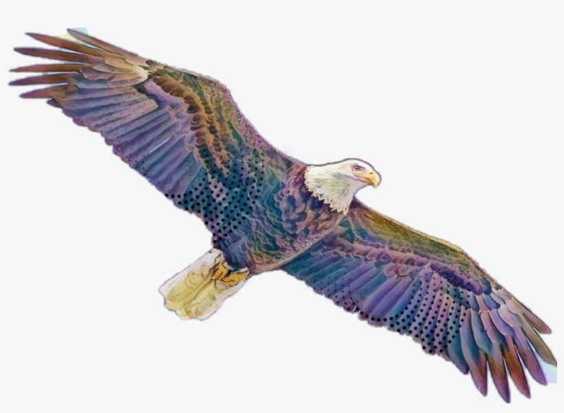 Aguila Sticker - Red-tailed Hawk, transparent png #9572987
