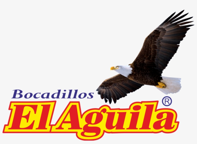 Logo Bocadillos El Aguila1000 - Bald Eagle, transparent png #9573101