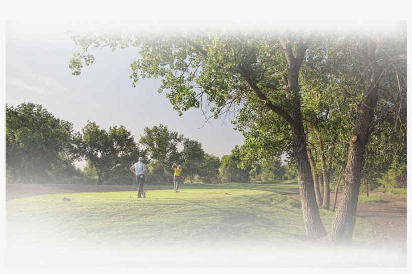 Golfers Walking On Green - Tree, transparent png #9573659