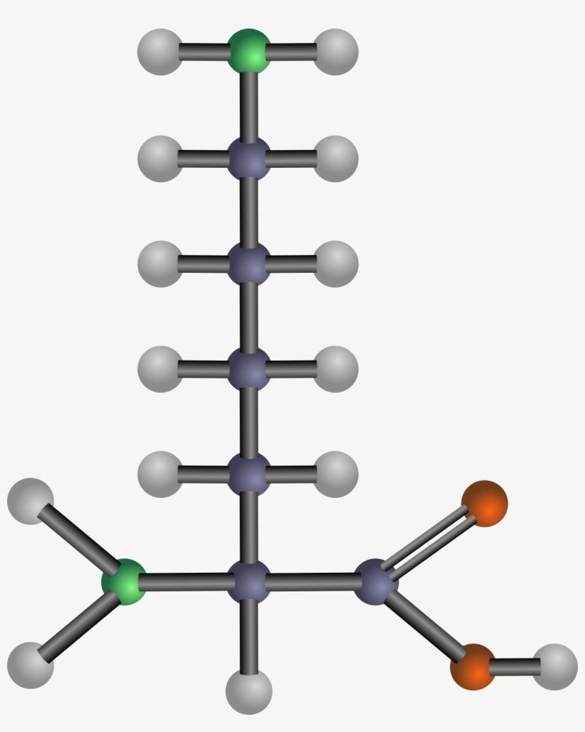 Big Image - Model Of Amino Acid, transparent png #9574724