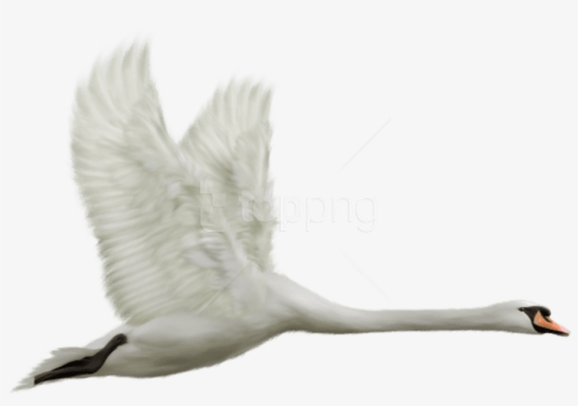 Free Png White Swan In Flight Png Images Transparent - Transparent Swan Png, transparent png #9575254