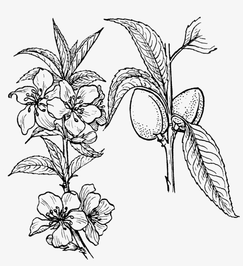 1006 X 1063 6 - Almond Plant Drawing, transparent png #9576078