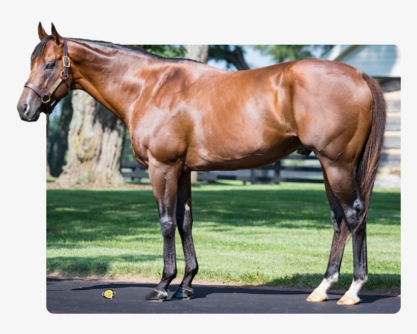 Fast Anna - Fast Anna Stallion, transparent png #9576166