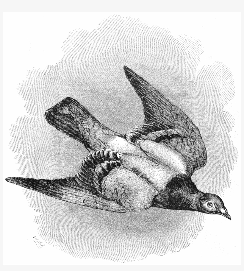 File - La Nature - 1874 - S1 - P069 - Le Pigeon Voyageur - Sketch, transparent png #9576383