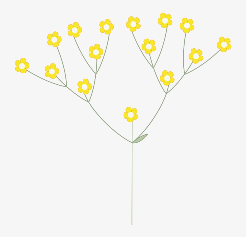 Dichasium, Bougainvillea Dichasium - Illustration, transparent png #9577552