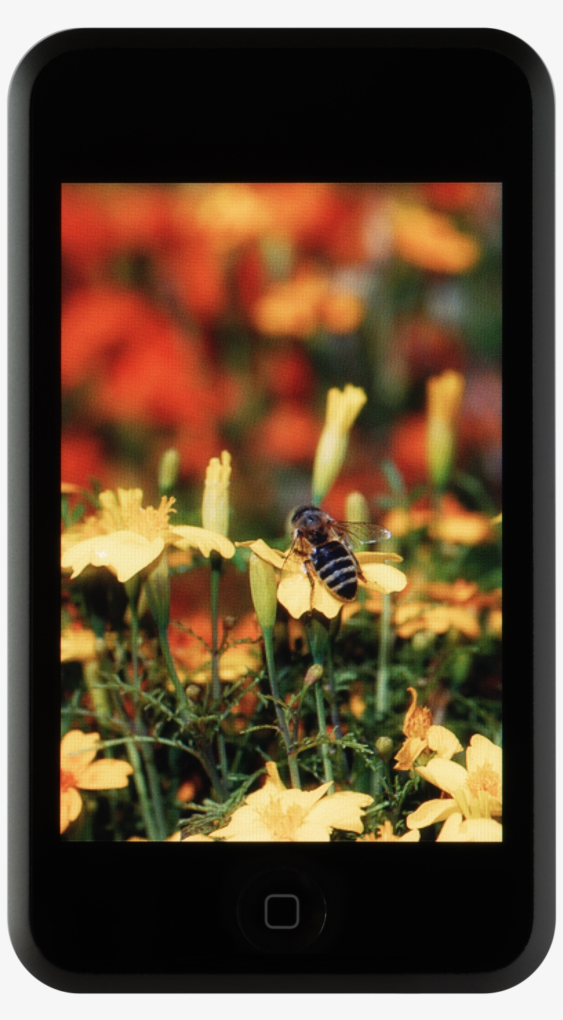 Ipod Touch Nobg - Tablet Computer, transparent png #9577865