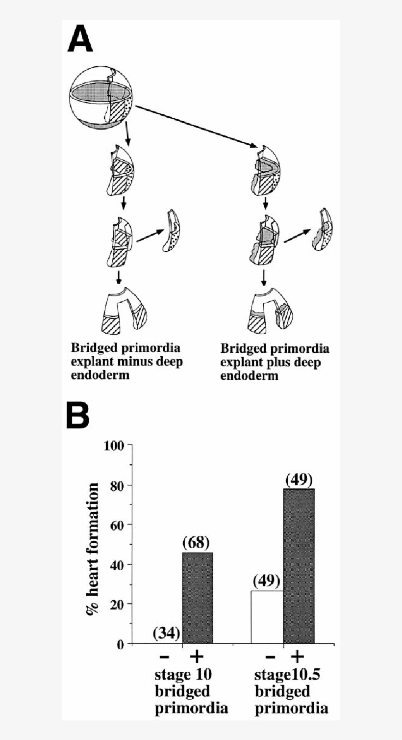 The Deep Endoderm Can Induce Beating Heart In The Absence - Diagram, transparent png #9578341
