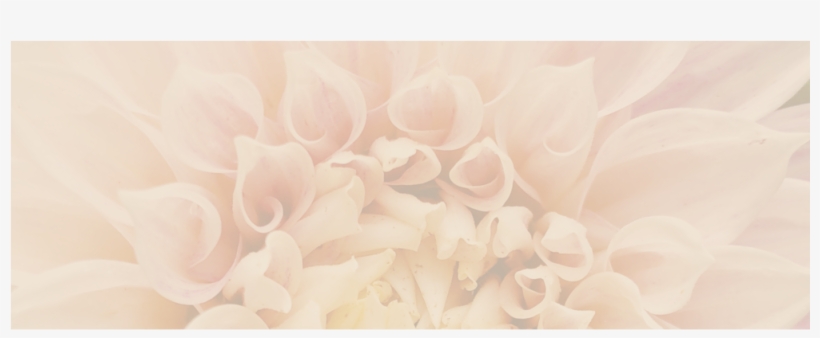 Dahlia Landing Pg, transparent png #9578620