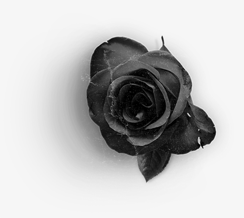 Rose2 - Floribunda, transparent png #9578707