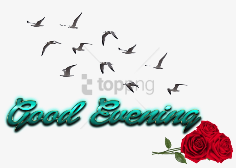 Free Png Cb Birds Picsart Png Image With Transparent - Picsart Cb Png All, transparent png #9578975