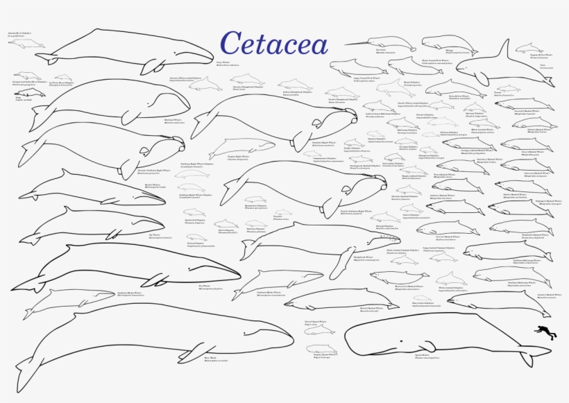 Cetaceans, transparent png #9579965
