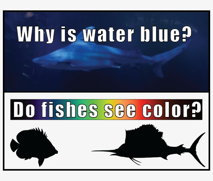 Why Is Water Blue Fishes See Color - Great White Shark, transparent png #9581788