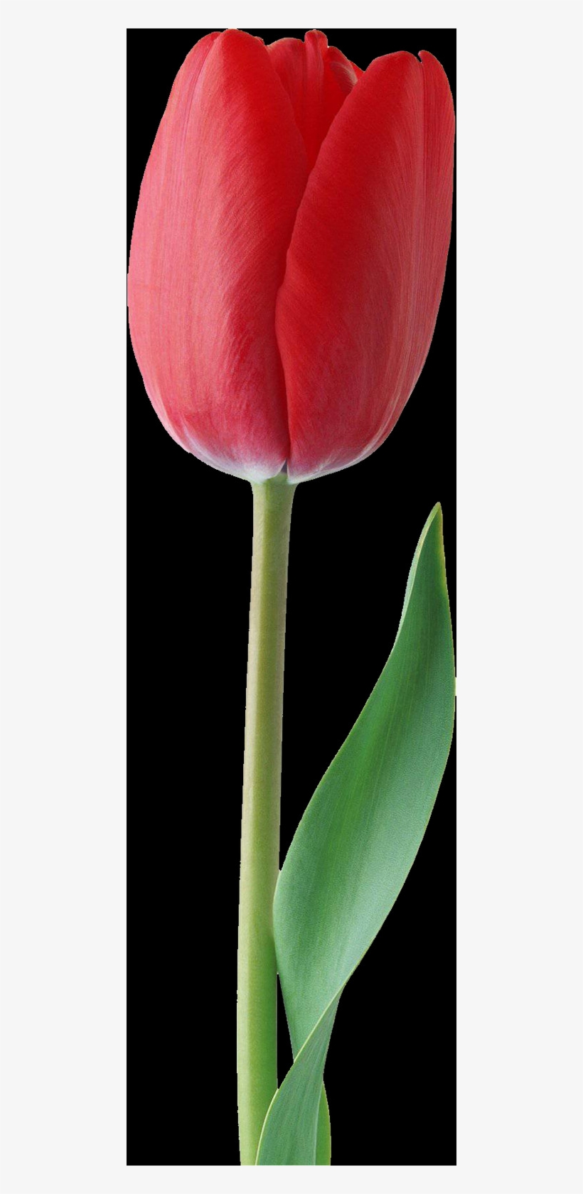 Tulip, Free Pngs - Sprenger's Tulip, transparent png #9582924