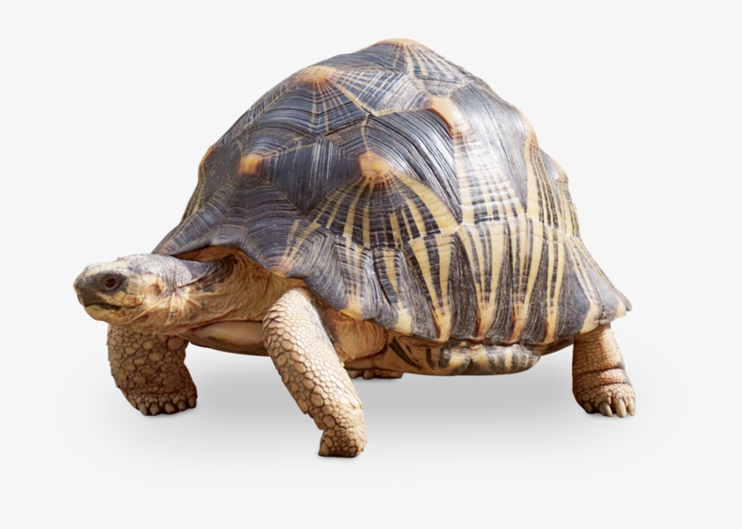 The Hatchlings Will Emerge After 145 To 231 Days, Depending - Schildkröte Transparent, transparent png #9583267