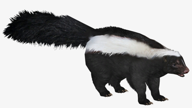 Striped Skunk, transparent png #9583643