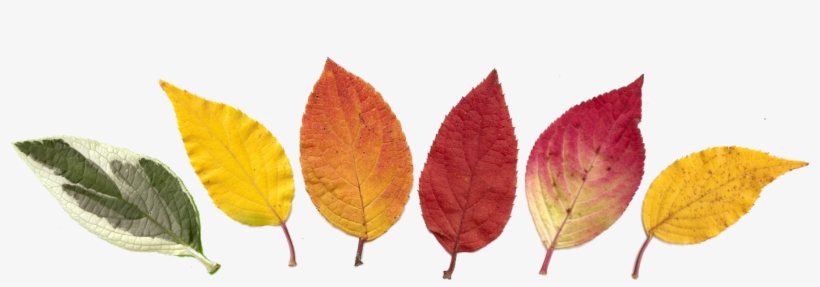 Frise Feuilles Hortensia Automne - Autumn, transparent png #9585213