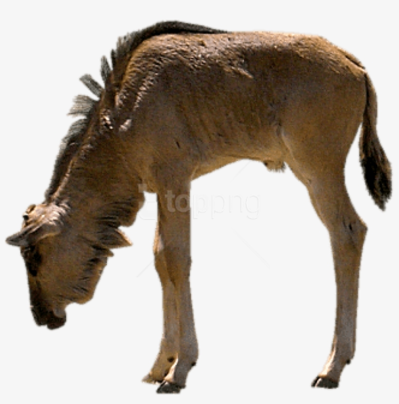 Free Png Download Gnu Eating Png Images Background - Gnu Png, transparent png #9587879