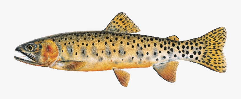 Fish Of Flaming Gorge - Types Of Cutthroat Trout In Wyoming, transparent png #9588098