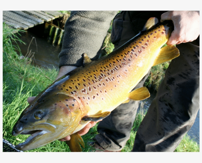 New Forest Smokery & Trout Farm - Brown Trout, transparent png #9588148