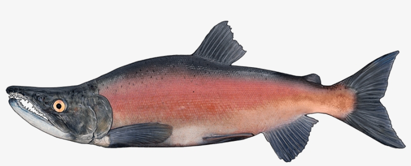 Http - //www - Fishbuoy - Com/images/images/fish Species - Sockeye Salmon, transparent png #9588202