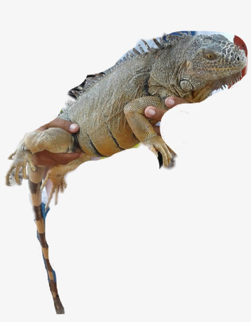 Iguana Sticker - Green Iguana, transparent png #9588349